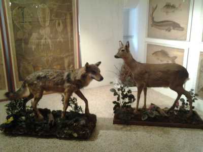 Museo del Dipartimento di Biologia: imbalsamazione di un lupo e di un capriolo dell'alta Murgia